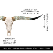 Authentic Longhorn Skull - Coastal Cowgirls